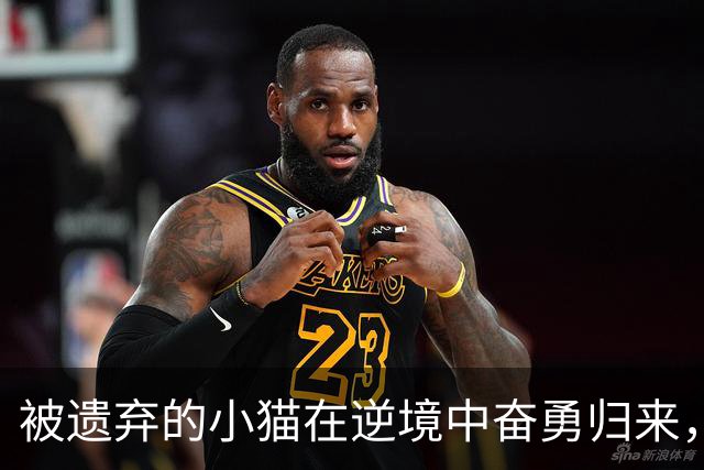 被遗弃的小猫在逆境中奋勇归来，生命的韧性令人动容